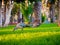 Ibises feeding in park