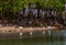 Ibises Reflecting in a Florida Lagoon