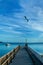 Ibiza evening sea with bird and ship