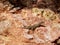 Ibiza Gecko (Podarcis pityusensis)