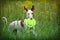 Ibizan Hound dog