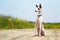 Ibizan Hound dog