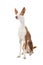 Ibizan Hound dog