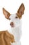 Ibizan hound dog