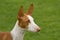 Ibizan Hound Head