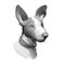 Ibizan Hound, Ibizan Warren Hound dog digital art illustration isolated on white background. Ibiza origin hound hunting dog. Pet