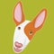 Ibizan Hound muzzle. Podenco ibicenco breed. Stylish dog portrait. Smart and funny dog head icon. Big ears. Flat vector