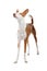 Ibizan Hound standing