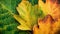 ibrant Autumn: Colorful Maple Leaves in Nature\\\'s Tapestry AI-Generated Closeup
