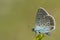 Icarusblauwtje, Common Blue, Polyommatus icarus