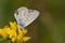 Icarusblauwtje, Common Blue, Polyommatus icarus