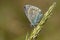 Icarusblauwtje, Common Blue, Polyommatus icarus