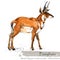 Ice Age wildlife. prehistoric period fauna. Pronghorn.