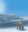Ice Bear Hunting Polar Arctic Region