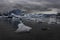 Ice Chunks From A Glacier Drift In A Logoon