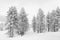 Ice cold high-key winter landscape with fir trees