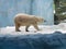 Ice Cold Winter Climate Wildlife North Pole Arctic Polar Bear Walking Strolling Zhuhai Hengqin Chimelong Ocean Kingdom Zoo Animal