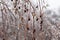 Ice-covered hanging birch branches on a blurred background