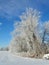 Ice covered trees in cornfield hedgerow in NYS