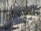 Ice-covered twigs of a willow tree hanging with bokeh in the background