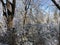 Ice covering twigs of trees in the forest