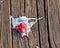 Ice cream cup splattered against the wooden planks