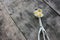 Ice cream metal scoop or spoon with edible chamomile flowers on a rustic wooden table