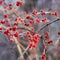 Ice crystals crabapple