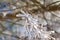 Ice crystals formed on branches and freeze in all directions. A richly textured