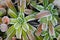 Ice crystals forming on small plant in the morning