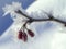 Ice crystals on frozen berries