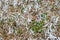 Ice crystals on grass and green leaves. Frosty grass nature background. Selective focus