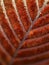 Ice crystals on a red leaf