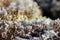Ice Crystals on Reindeer Lichen (Cladonia)