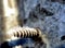 ice crystals on a rusty self-tapping screw illuminated by the morning sun