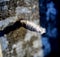 ice crystals on a rusty self-tapping screw illuminated by the morning sun