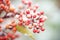 ice crystals surrounding a viburnum berry