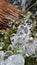 Ice cubes over moss & wood, next to a mountain spring.