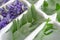 Ice cubes with purple flowers and green leaves with hoarfrost in a tray closeup