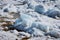 Ice drift on the Amur River. Melting ice floes in spring. A heap of blocks and fragments. Sunny day.