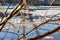 Ice drift on a river with blue high water and big water, white snow broken ice full of hummocks in it and tree branches in the