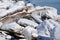 Ice encrusted logs shore of Lake Ontario