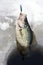 Ice fishing crappie