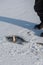 Ice fishing on lake on sunny frosty day. Fisherman pulling perch out of the ice hole. Winter activity