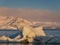 Ice floe in the glacier lagoon with morning sun