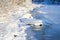 Ice floe on the top of icy surface of Vuoksi river and  snowy river bank in winter, Mellonlahti