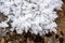 Ice flowers in winter time, white frost close up detail , nature in the winter