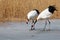 The ice foraging red-crowned cranes