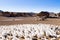 Ice formations modeled by wind, Bolivia