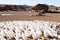 Ice formations modeled by wind, Bolivia